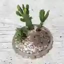 Terrario De Cactus