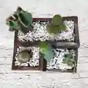 Terrario De Suculentas Y Catus