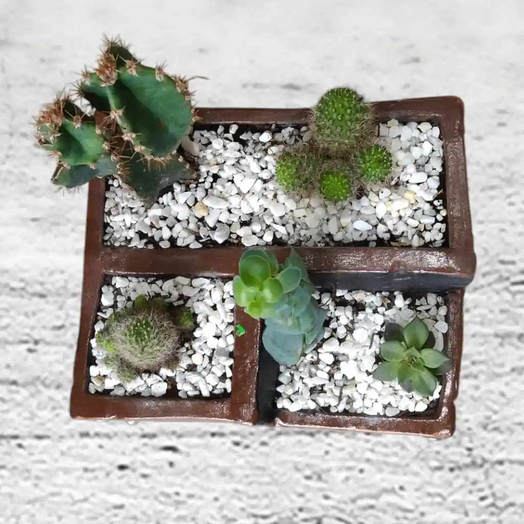 Terrario De Suculentas Y Catus