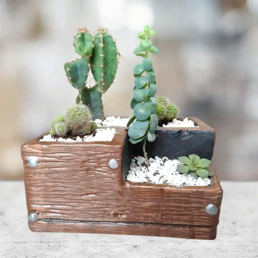 Terrario De Suculentas Y Catus