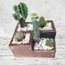 Terrario De Suculentas Y Catus