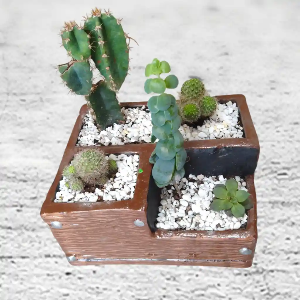 Terrario De Suculentas Y Catus