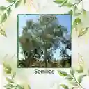 100 Semillas Orgánicas De Árbol Eucalipto Camaldulensis
