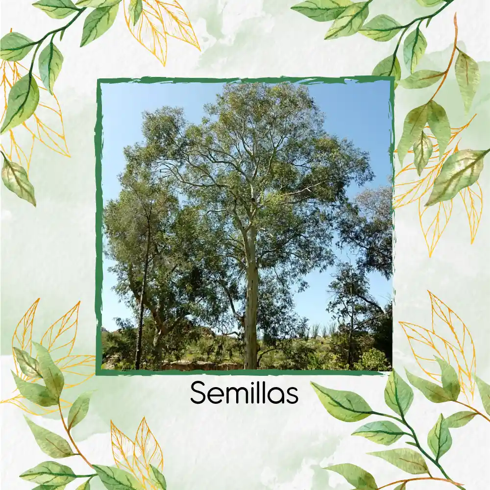 100 Semillas Orgánicas De Árbol Eucalipto Camaldulensis