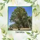 100 Semillas Orgánicas De Árbol Eucalipto Camaldulensis