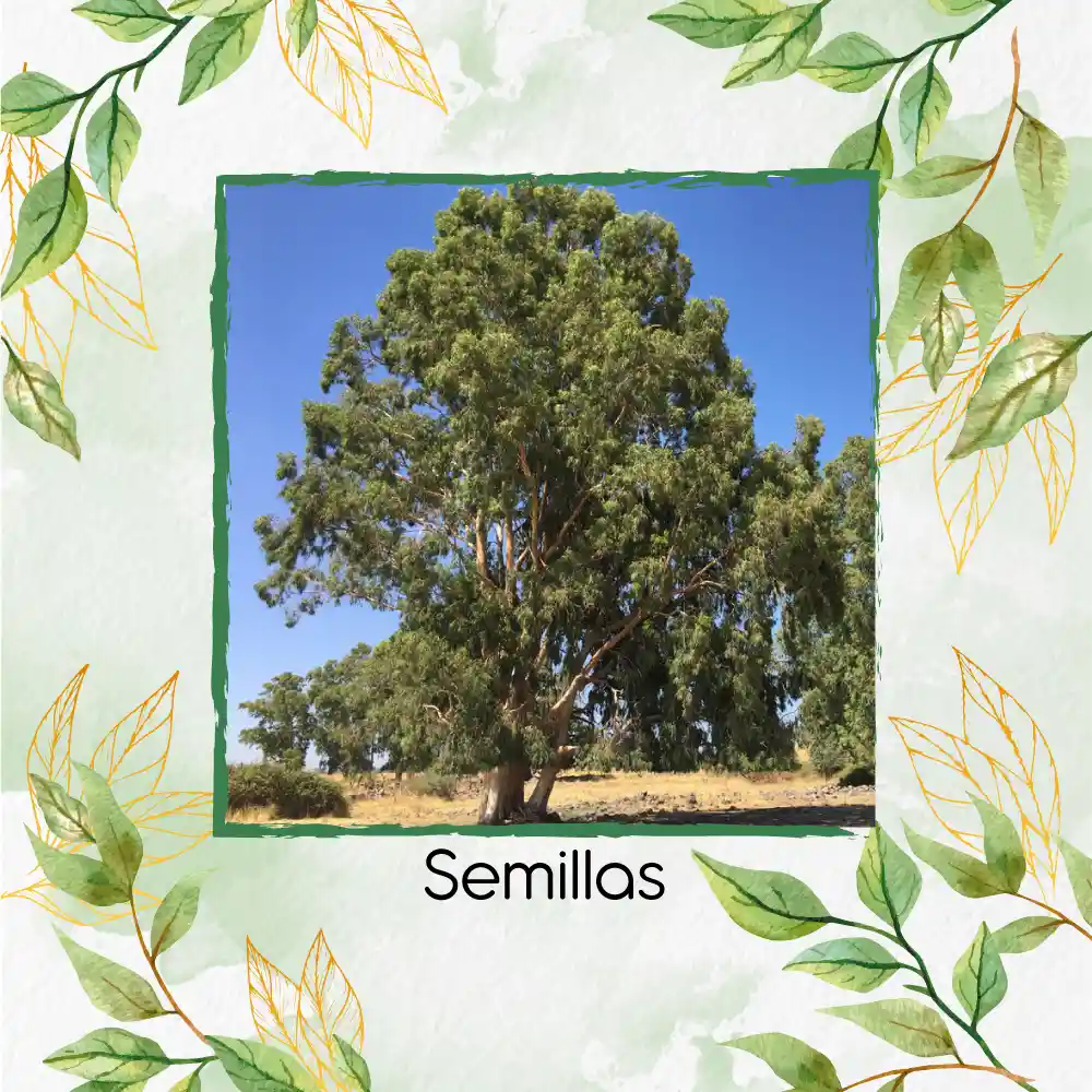 100 Semillas Orgánicas De Árbol Eucalipto Camaldulensis