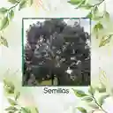 100 Semillas Orgánicas De Árbol Eucalipto Camaldulensis