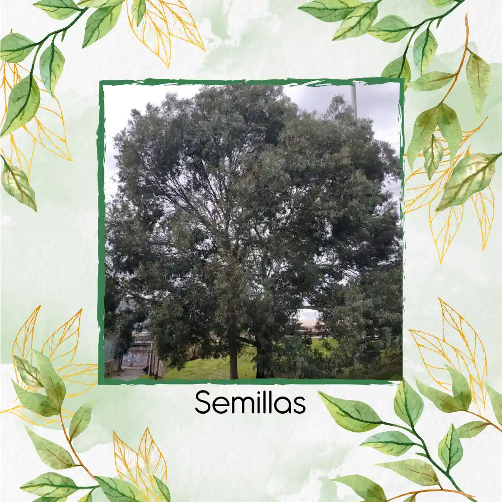 100 Semillas Orgánicas De Árbol Eucalipto Camaldulensis
