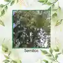 100 Semillas Orgánicas De Árbol Eucalipto Camaldulensis
