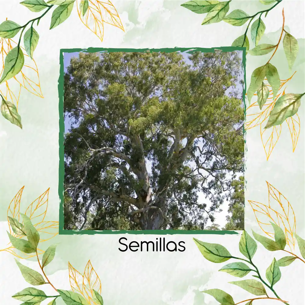100 Semillas Orgánicas De Árbol Eucalipto Camaldulensis