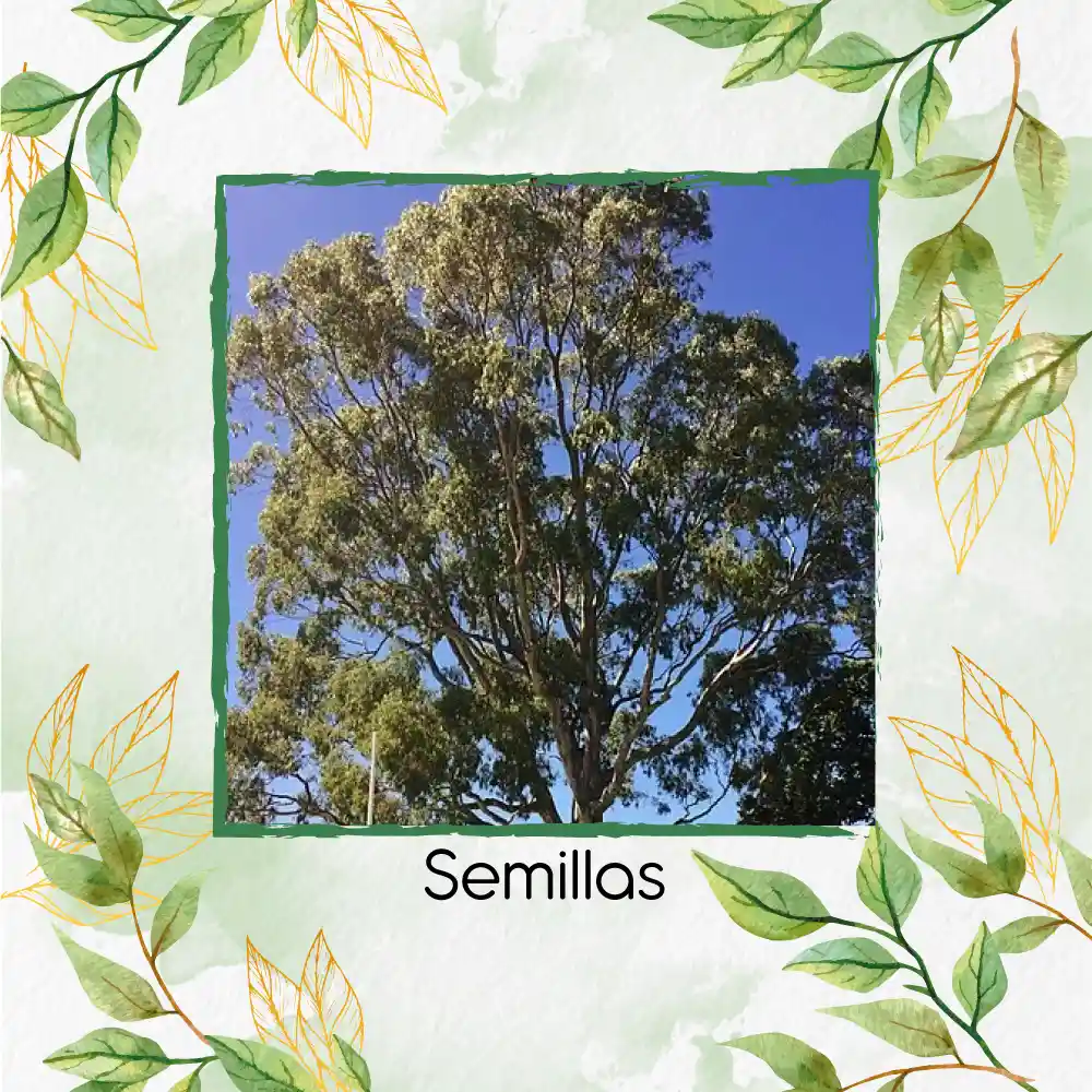 1.000 Semillas Orgánicas De Árbol Eucalipto Camaldulensis