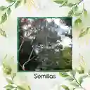 400 Semillas Orgánicas De Árbol Eucalipto Cinerea
