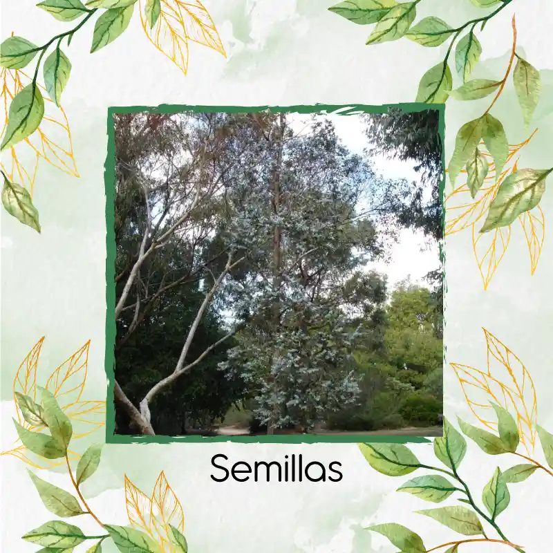 400 Semillas Orgánicas De Árbol Eucalipto Cinerea