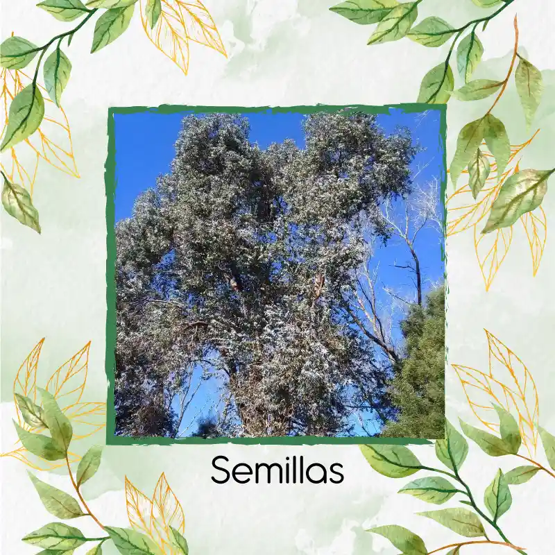 400 Semillas Orgánicas De Árbol Eucalipto Cinerea