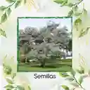 400 Semillas Orgánicas De Árbol Eucalipto Cinerea