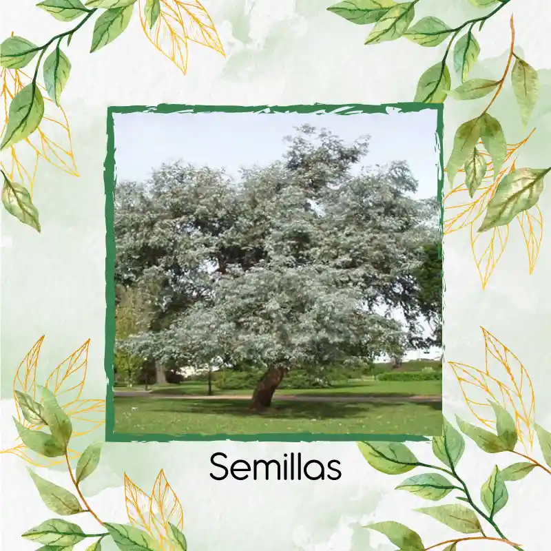 400 Semillas Orgánicas De Árbol Eucalipto Cinerea