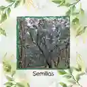 400 Semillas Orgánicas De Árbol Eucalipto Cinerea