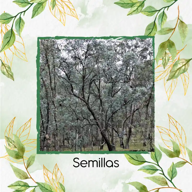 400 Semillas Orgánicas De Árbol Eucalipto Cinerea