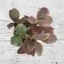 Planta Abre Caminos En Rostro De Cerámica