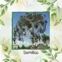 2.000 Semillas Orgánicas De Árbol Eucalipto Citriodora