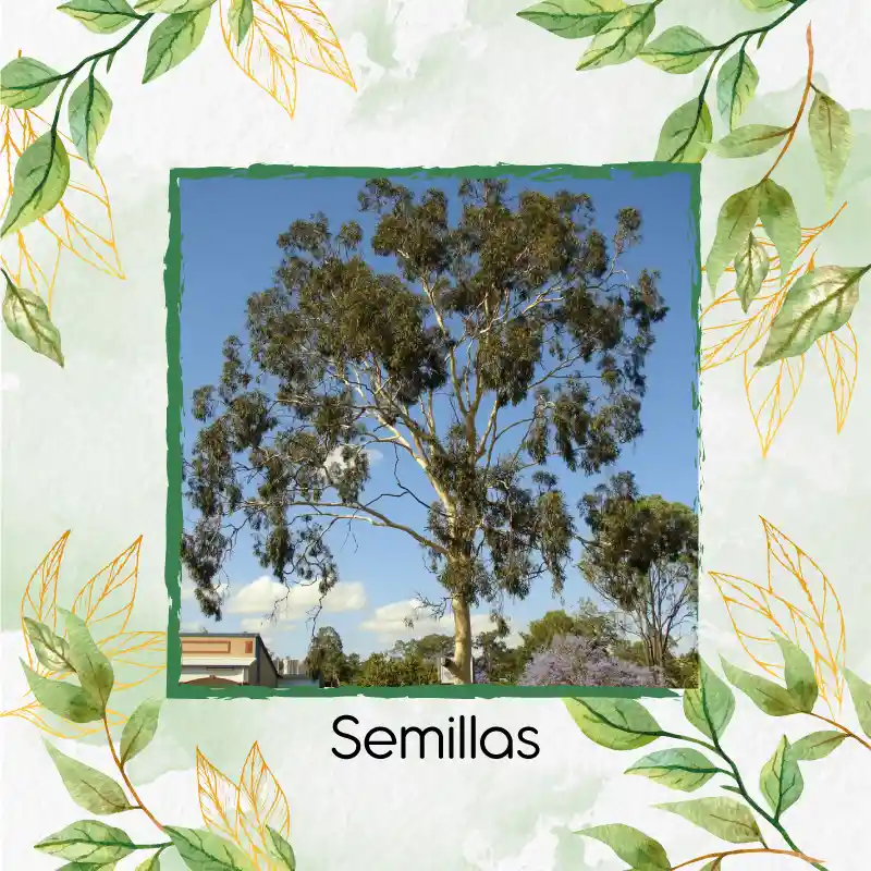 2.000 Semillas Orgánicas De Árbol Eucalipto Citriodora