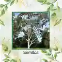 2.000 Semillas Orgánicas De Árbol Eucalipto Citriodora