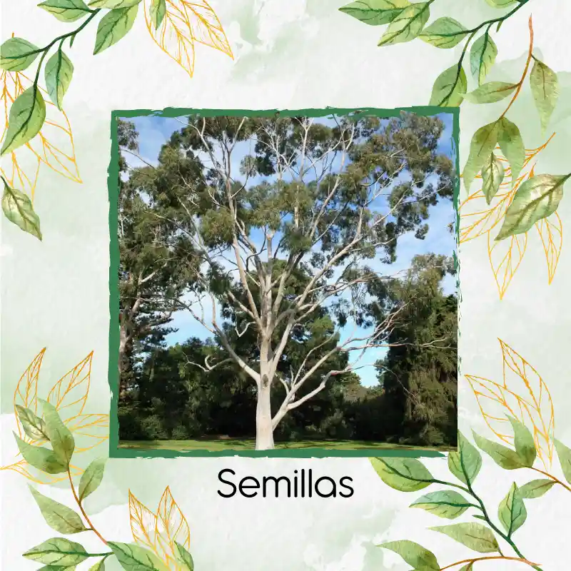 2.000 Semillas Orgánicas De Árbol Eucalipto Citriodora