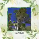 2.000 Semillas Orgánicas De Árbol Eucalipto Citriodora