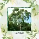 2.000 Semillas Orgánicas De Árbol Eucalipto Citriodora