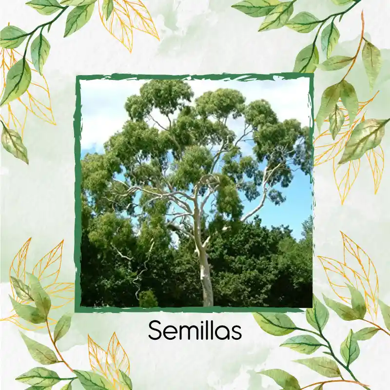 2.000 Semillas Orgánicas De Árbol Eucalipto Citriodora