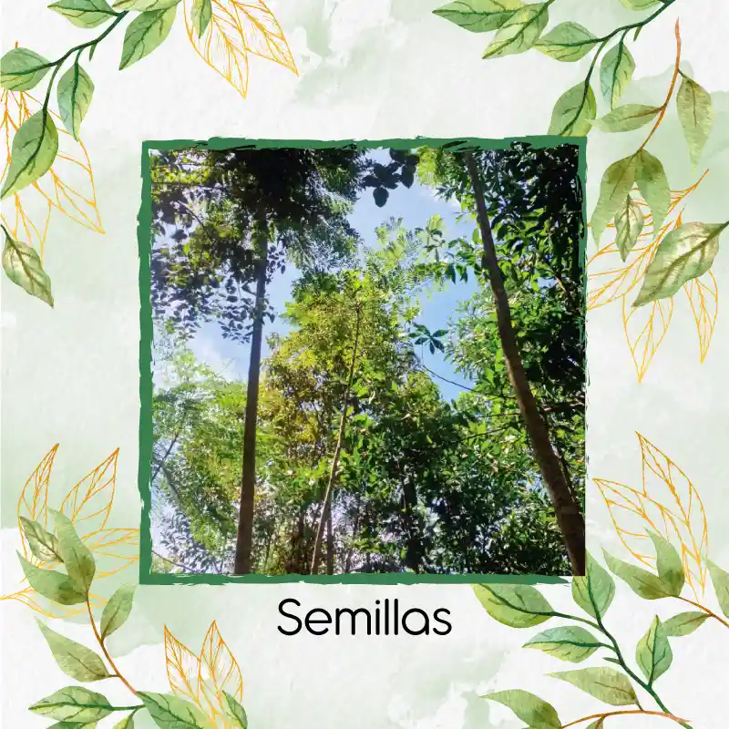 10 Semillas Orgánicas De Árbol Eucalipto Pellita