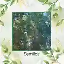 10 Semillas Orgánicas De Árbol Eucalipto Pellita