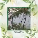 10 Semillas Orgánicas De Árbol Eucalipto Pellita