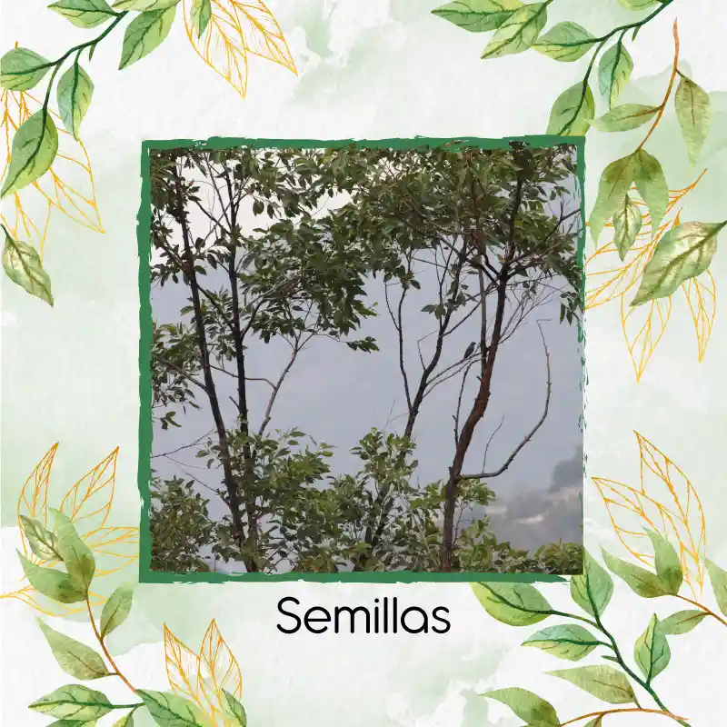 10 Semillas Orgánicas De Árbol Eucalipto Pellita