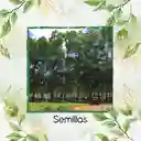 10 Semillas Orgánicas De Árbol Eucalipto Pellita