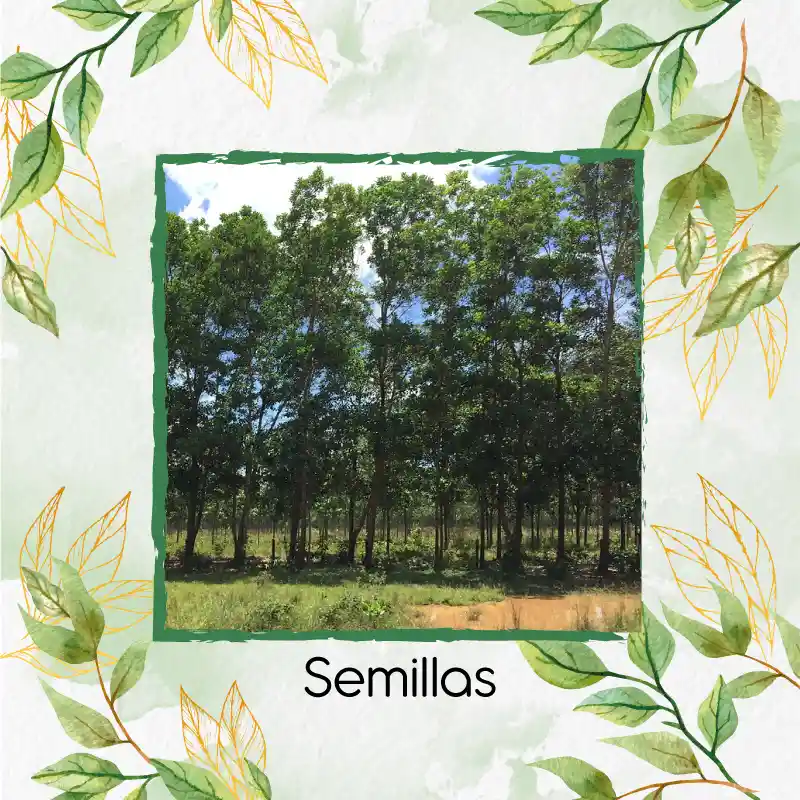 10 Semillas Orgánicas De Árbol Eucalipto Pellita