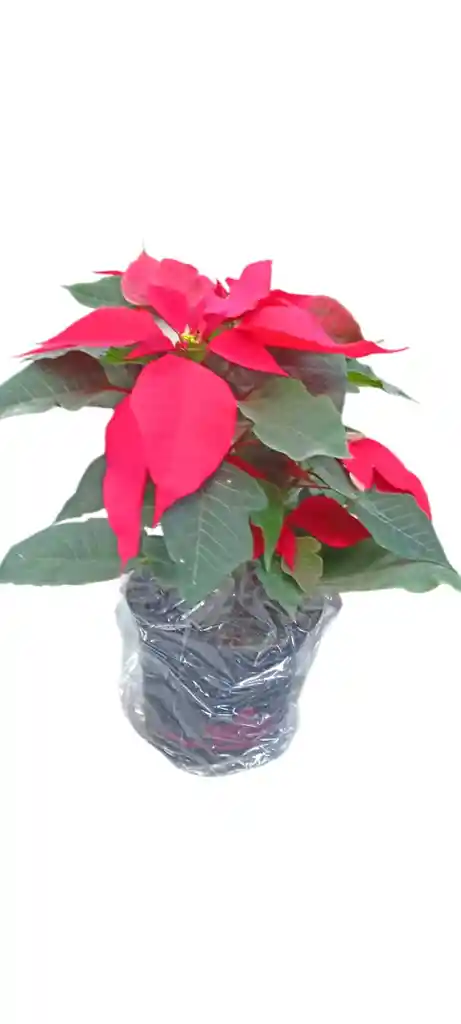 Flor De Pascua (poinsettia)