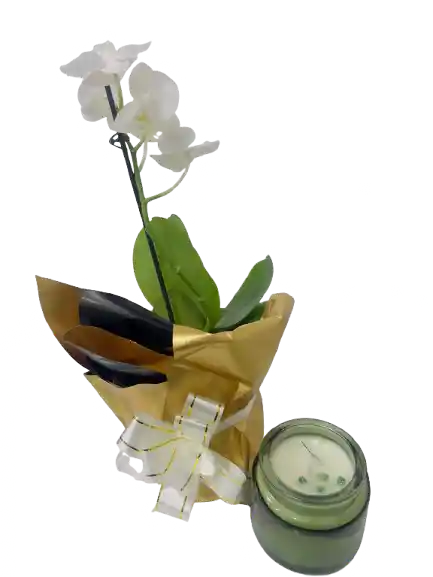 Orquídea Mini Con Vela Aromatizada