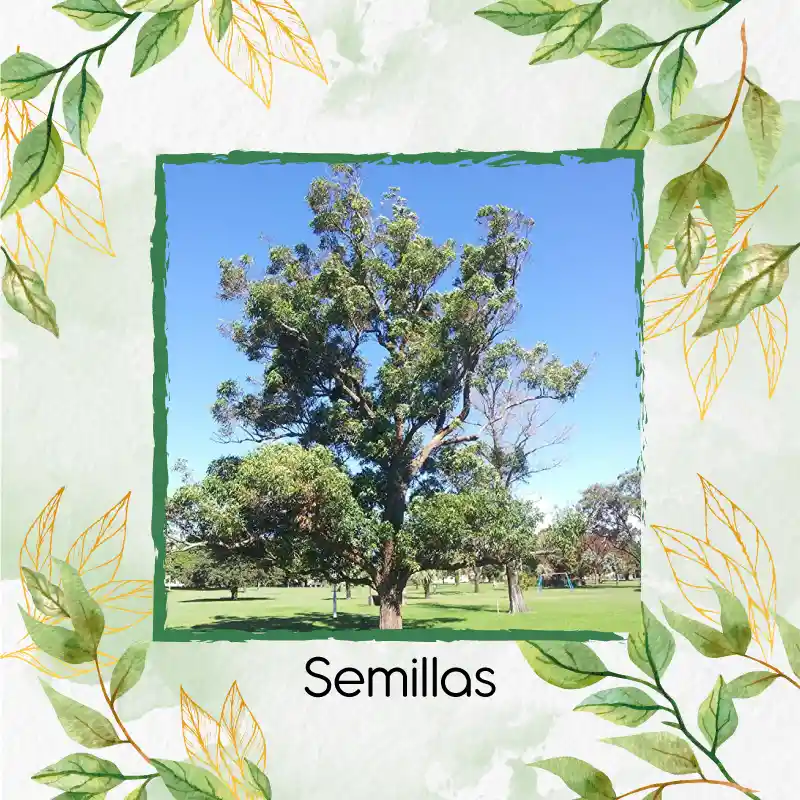 125 Semillas Orgánicas De Árbol Eucalipto Robusta