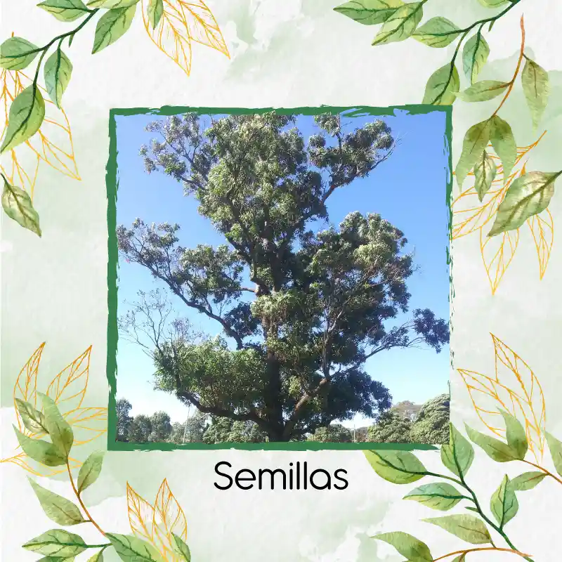 125 Semillas Orgánicas De Árbol Eucalipto Robusta