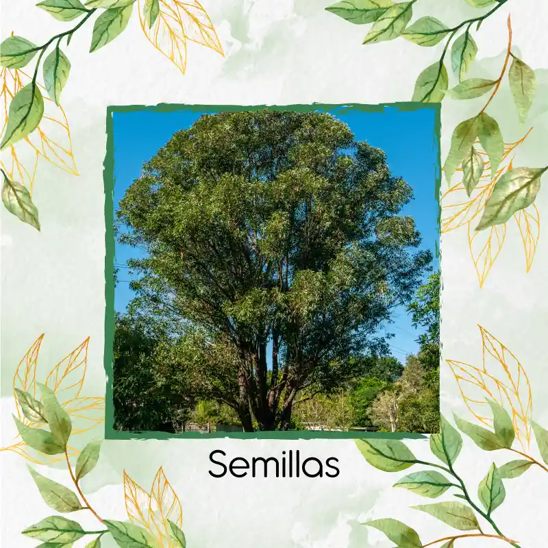 125 Semillas Orgánicas De Árbol Eucalipto Robusta