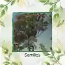 1.250 Semillas Orgánicas De Árbol Eucalipto Robusta