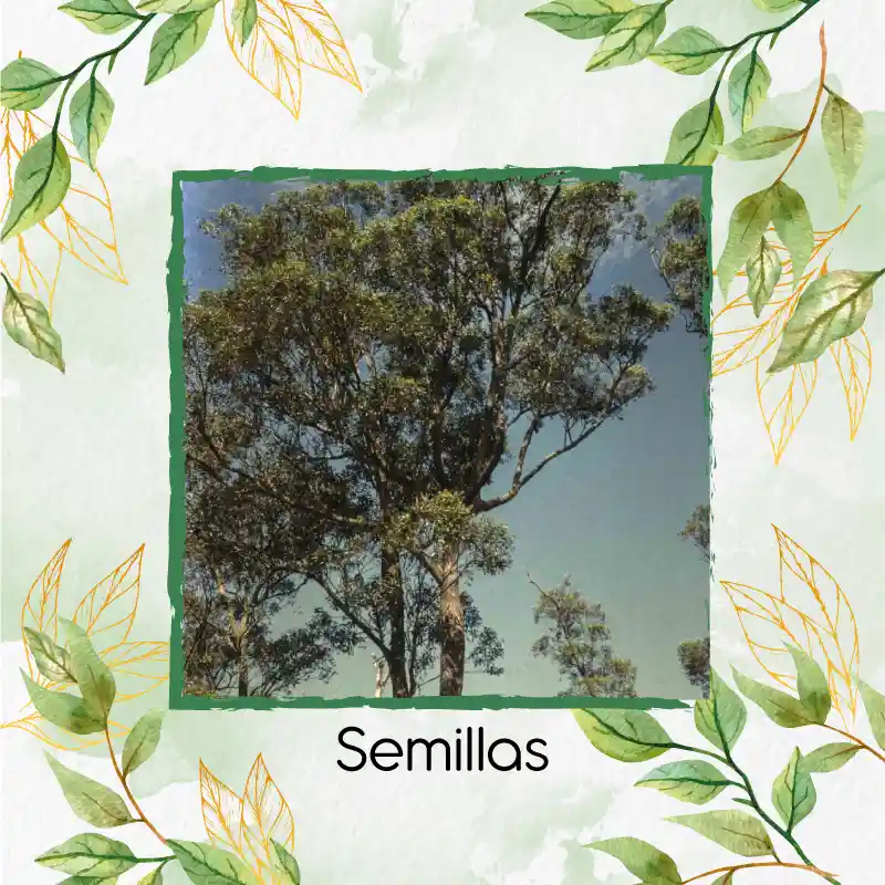 1.250 Semillas Orgánicas De Árbol Eucalipto Robusta