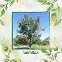 1.250 Semillas Orgánicas De Árbol Eucalipto Robusta