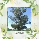 1.250 Semillas Orgánicas De Árbol Eucalipto Robusta