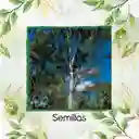 4.000 Semillas Orgánicas De Árbol Eucalipto Tereticronis