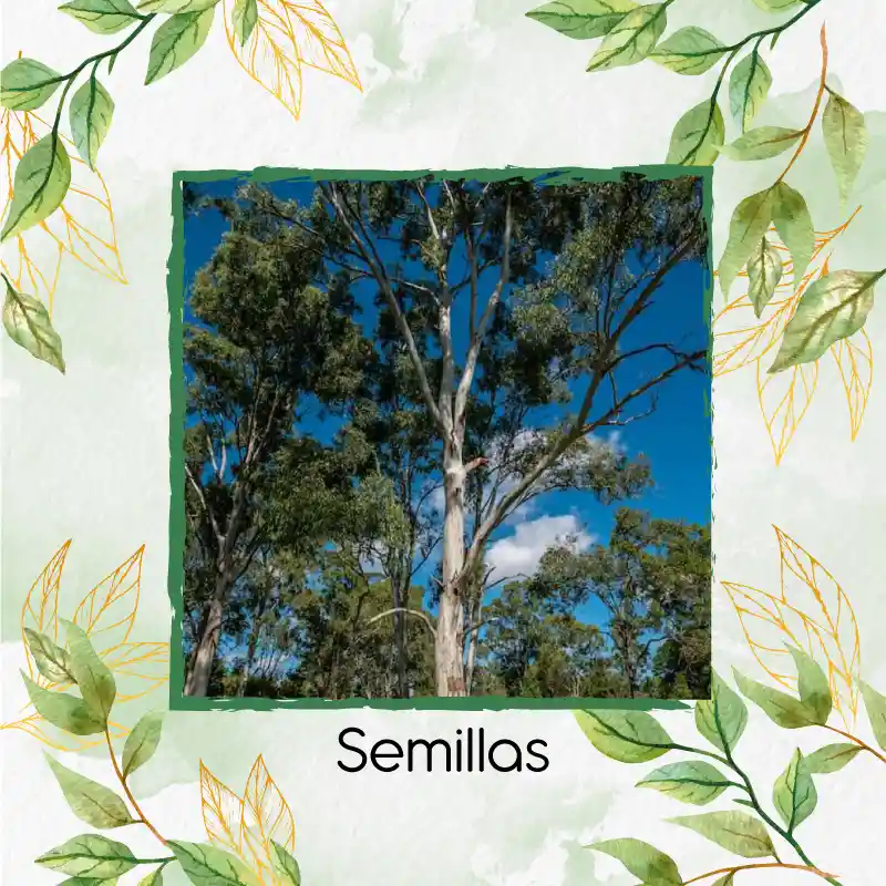 4.000 Semillas Orgánicas De Árbol Eucalipto Tereticronis