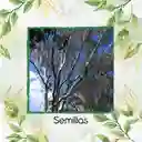 4.000 Semillas Orgánicas De Árbol Eucalipto Tereticronis