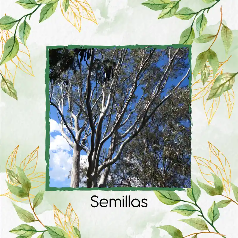 4.000 Semillas Orgánicas De Árbol Eucalipto Tereticronis