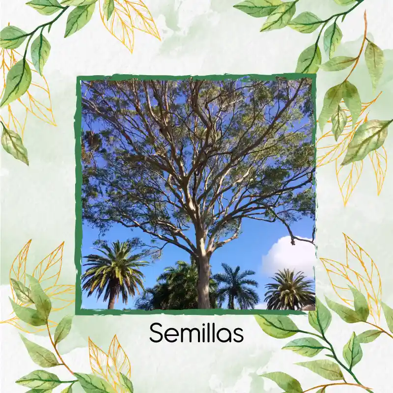 4.000 Semillas Orgánicas De Árbol Eucalipto Tereticronis